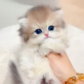 ブリティッシュショートヘア