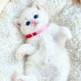 ブリティッシュショートヘア