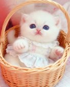 ブリティッシュショートヘア