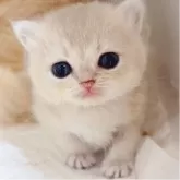 ブリティッシュショートヘア