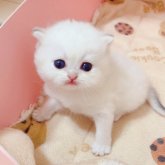 ブリティッシュショートヘア
