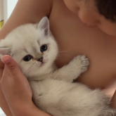 ブリティッシュショートヘア