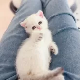 ブリティッシュショートヘア