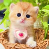 ブリティッシュショートヘア