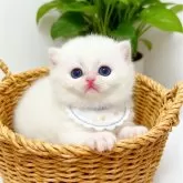ブリティッシュショートヘア