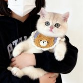 ブリティッシュショートヘア