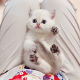 ブリティッシュショートヘア