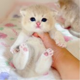 ブリティッシュショートヘア
