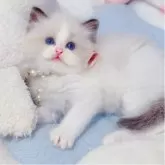 ラグドール【埼玉県・男の子・2025年6月7日・シールポイントバイカラー】の写真1