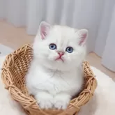 ブリティッシュショートヘア