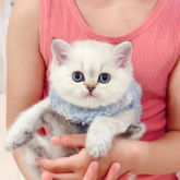 ブリティッシュショートヘア