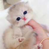 ブリティッシュショートヘア
