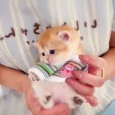 ブリティッシュショートヘア