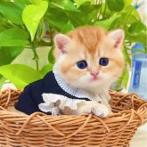 ブリティッシュショートヘア