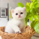 ブリティッシュショートヘア