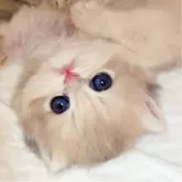 ブリティッシュショートヘア