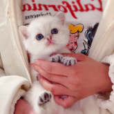 ブリティッシュショートヘア