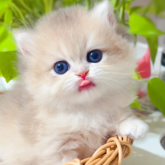 ブリティッシュショートヘア