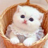 ブリティッシュショートヘア