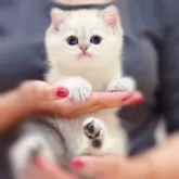 ブリティッシュショートヘア