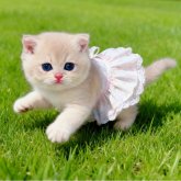 ブリティッシュショートヘア