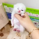 ブリティッシュショートヘア