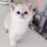 ブリティッシュショートヘア