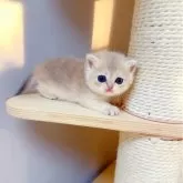 ブリティッシュショートヘア【埼玉県・女の子・2025年7月11日・ブルーゴールデン】の写真8