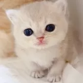 ブリティッシュショートヘア【埼玉県・女の子・2025年7月11日・ブルーゴールデン】の写真10