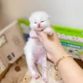 ブリティッシュショートヘア【埼玉県・男の子・2025年7月11日・ゴールデンポイント】の写真10「ぷにぷに」