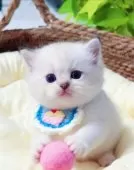 ラグドール【埼玉県・男の子・2025年9月10日・シールリンクスポイントミテッド】の写真5「小さなおててでおもちゃをつかもうとする姿がたまらなく愛おしい♡」