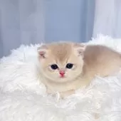 ブリティッシュショートヘア【埼玉県・女の子・2025年8月7日・ブルーゴールデン】の写真7「ぷにぷに」