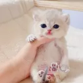 ブリティッシュショートヘア【埼玉県・女の子・2025年7月11日・ブルーゴールデン】の写真11