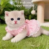 ブリティッシュショートヘア【埼玉県・女の子・2025年8月7日・ブルーゴールデン】の写真4