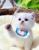 ラグドール【埼玉県・男の子・2025年9月10日・シールリンクスポイントミテッド】の写真6