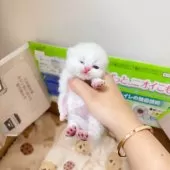 ブリティッシュショートヘア【埼玉県・男の子・2025年7月11日・ゴールデンポイント】の写真11