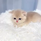 ブリティッシュショートヘア【埼玉県・女の子・2025年8月7日・ブルーゴールデン】の写真8