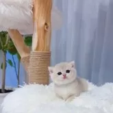 ブリティッシュショートヘア【埼玉県・女の子・2025年8月7日・ブルーゴールデン】の写真11