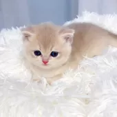 ブリティッシュショートヘア【埼玉県・女の子・2025年8月7日・ブルーゴールデン】の写真12