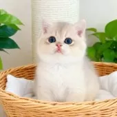 ブリティッシュショートヘア【埼玉県・女の子・2025年8月7日・ブルーゴールデン】の写真6