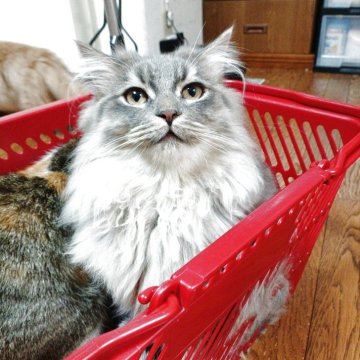 マンチカン(長足)【北海道・男の子・2025年4月14日・シルバータビー】の写真「やんちゃな冒険家！シルバータビーの男の子」