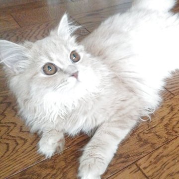 マンチカン(長足)【北海道・女の子・2025年4月14日・クリームタビー】の写真「賢くてマイペース！クリームタビーの女の子」