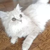 マンチカン(長足)