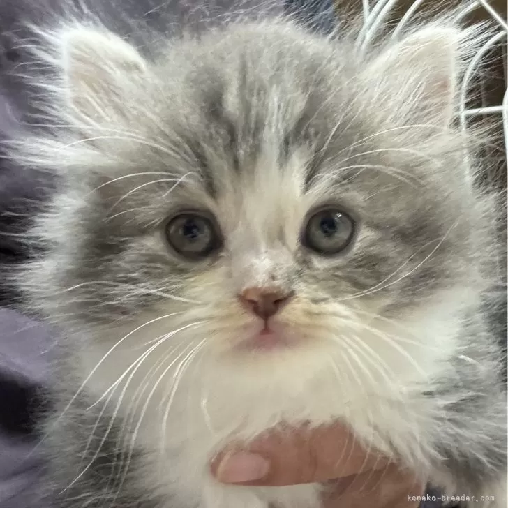 ID:2411-02890の子猫