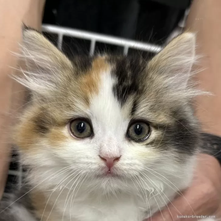 ID:2410-03371の子猫