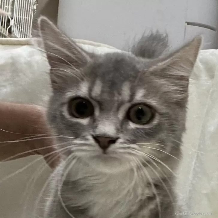 ID:2408-01517の子猫