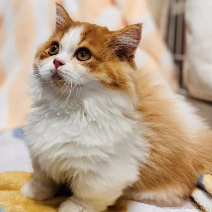 ID:2408-00411の子猫