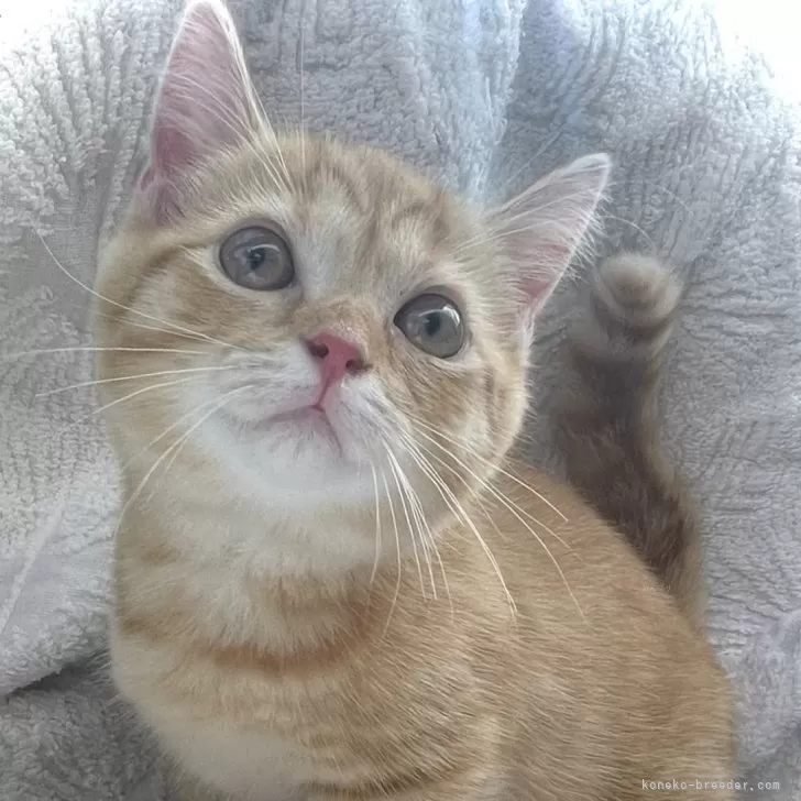 ID:2407-03087の子猫