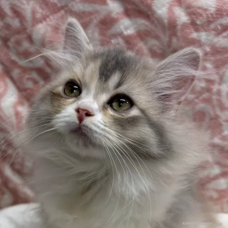 ID：2410-02454の子猫