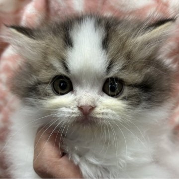 サイベリアン【鹿児島県・女の子・2024年10月11日・ブラウンタビー&ホワイト】の写真「穏やかな女の子💕クリスマス特価」